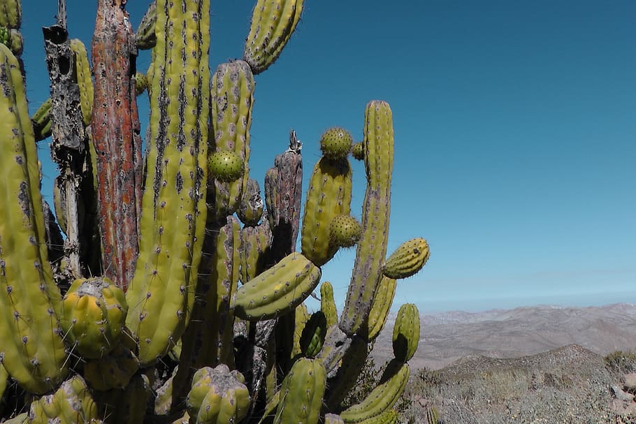 Cactus, Peru, Andes, Dry, Desert, saguaro cactus, plant, no people HD wallpaper