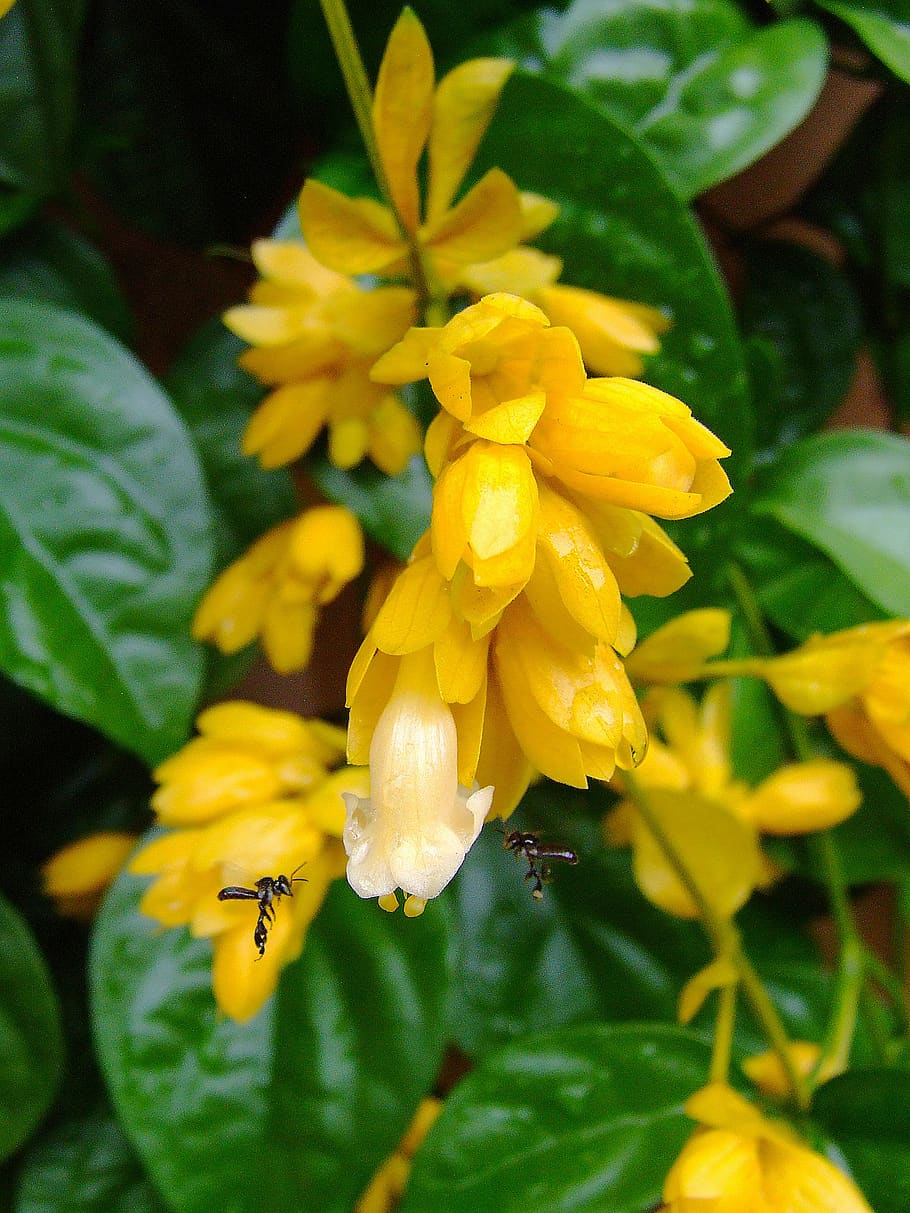 nong nooch vine, flowers, yellow, white, tropical, petraeovitex bambusitrum, HD wallpaper