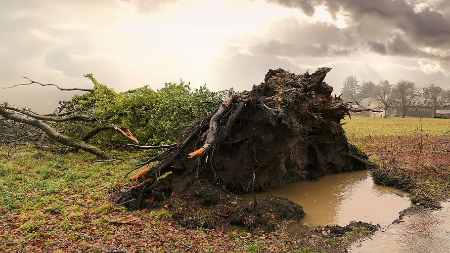 green grass on brown mud, tree, uprooted, storm, rain, earth, HD wallpaper