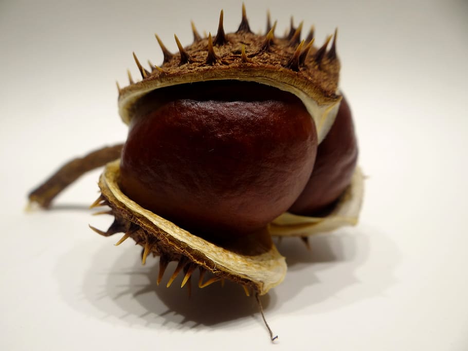 chestnut, prickly, sting, brown, autumn, buckeye, chestnut fruit HD wallpaper