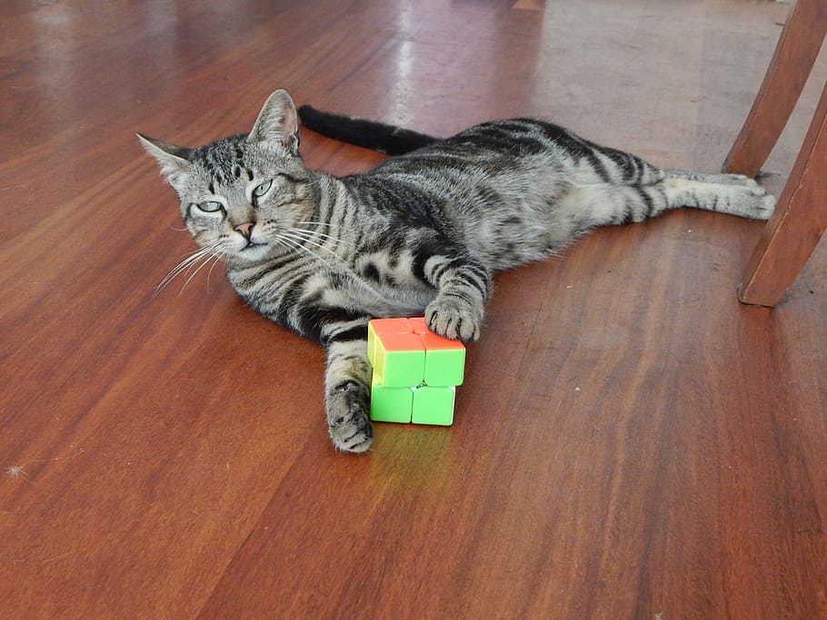 cat, pet, cube, domestic Cat, pets, animal, cute, flooring HD wallpaper