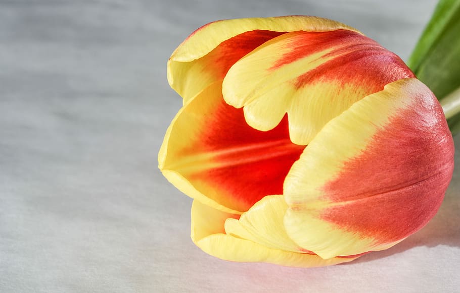 flower, bright, freshness, tulip, spring, blossom, bloom, natural HD wallpaper