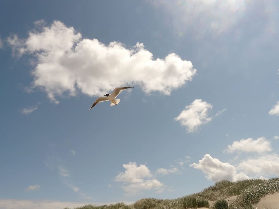 black headed gull, fly, flight, sky, sail, top, seagull, bird HD wallpaper