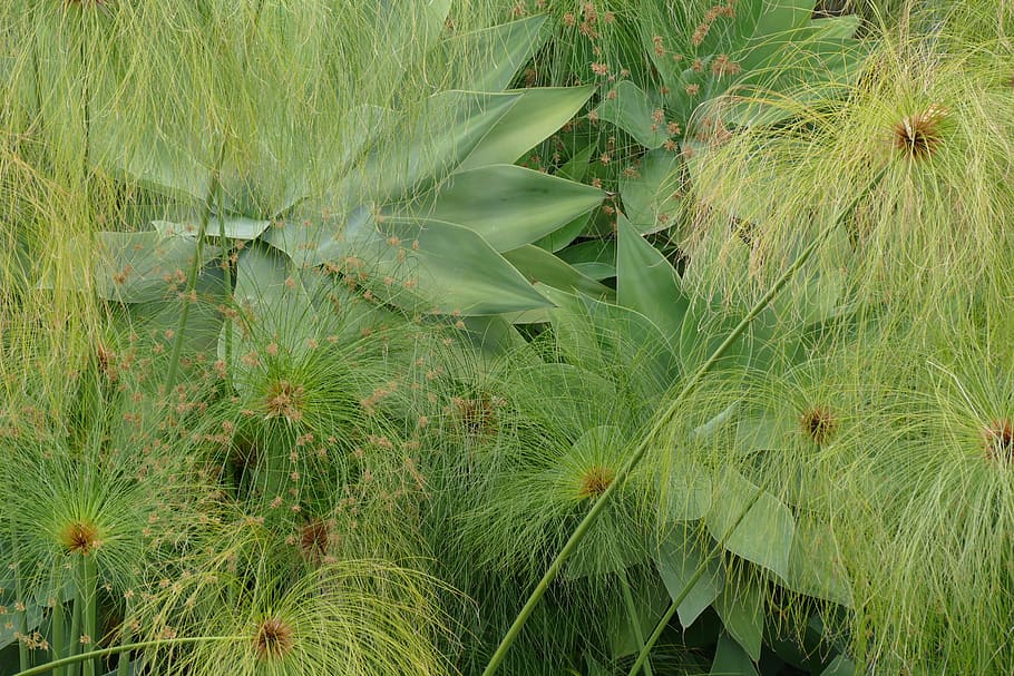 wall, turfed, planted, slightly, green, growth, green color HD wallpaper