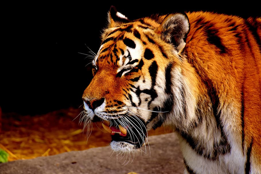 closeup photo of brown tiger, predator, fur, beautiful, dangerous HD wallpaper
