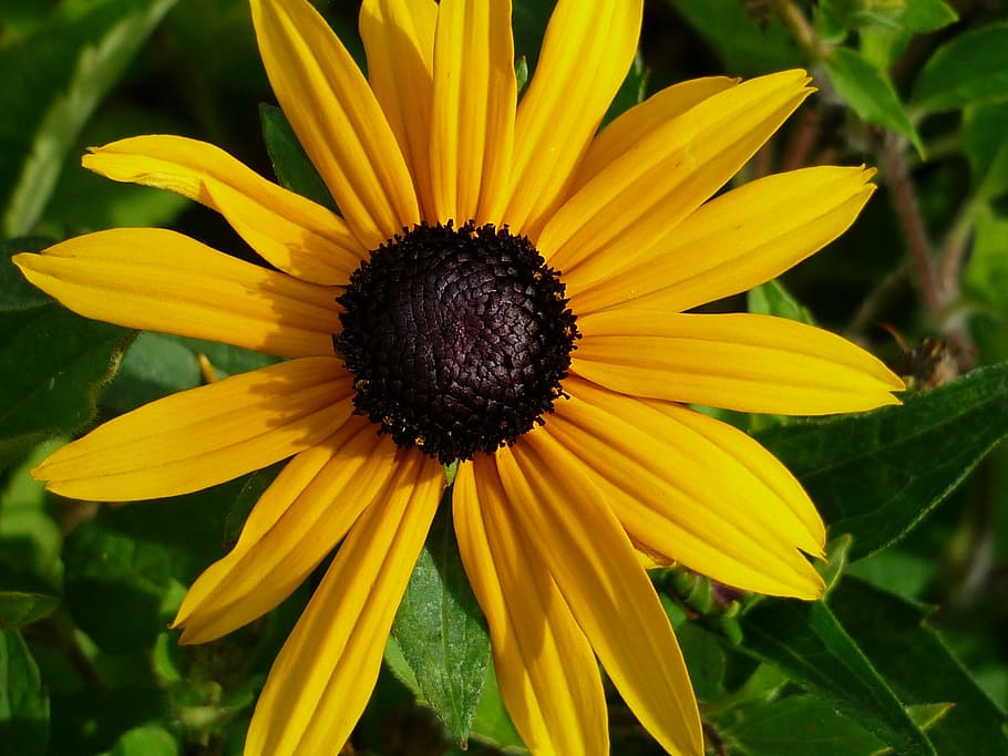 Sun Hat, Yellow, Blossom, Bloom, Nature, garden flower, summer HD wallpaper