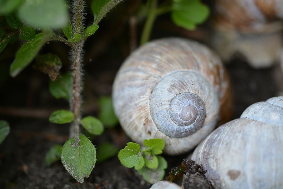 snail, shell, mollusk, nature, schnecknehaus, macro, animal wildlife HD wallpaper