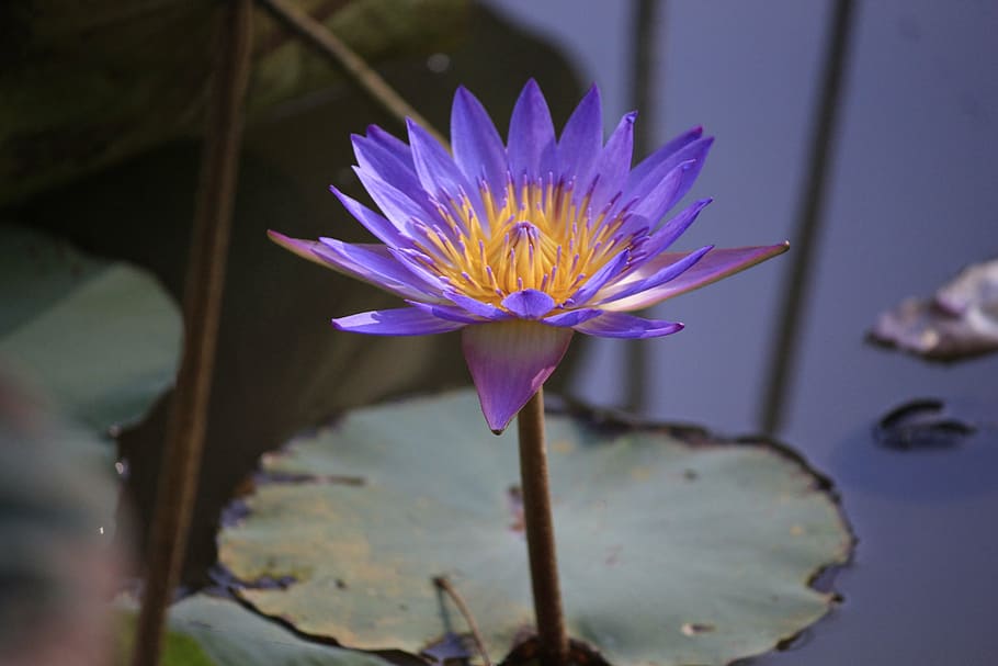 shower, hue, vietnam, water Lily, lotus Water Lily, nature