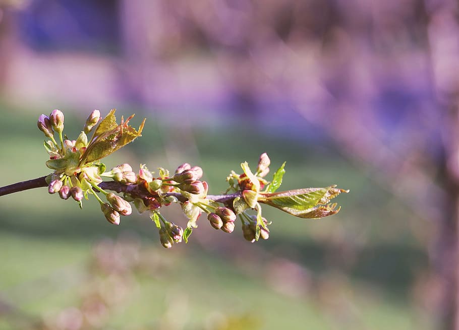 spring, sun, flower, nature, branch, tree, plant, close-up HD wallpaper