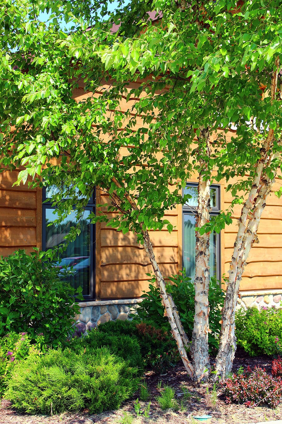 Birch Tree, Trunk, Wood, summer, green, spring, sunlight, vertical HD wallpaper
