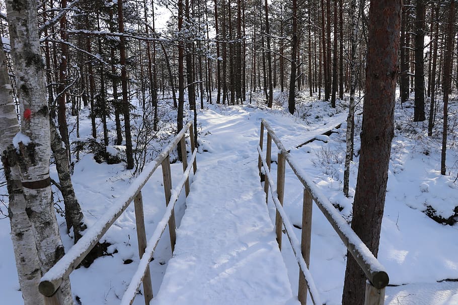 snow, winter, wood, cold temperature, tree, land, plant, tranquility HD wallpaper