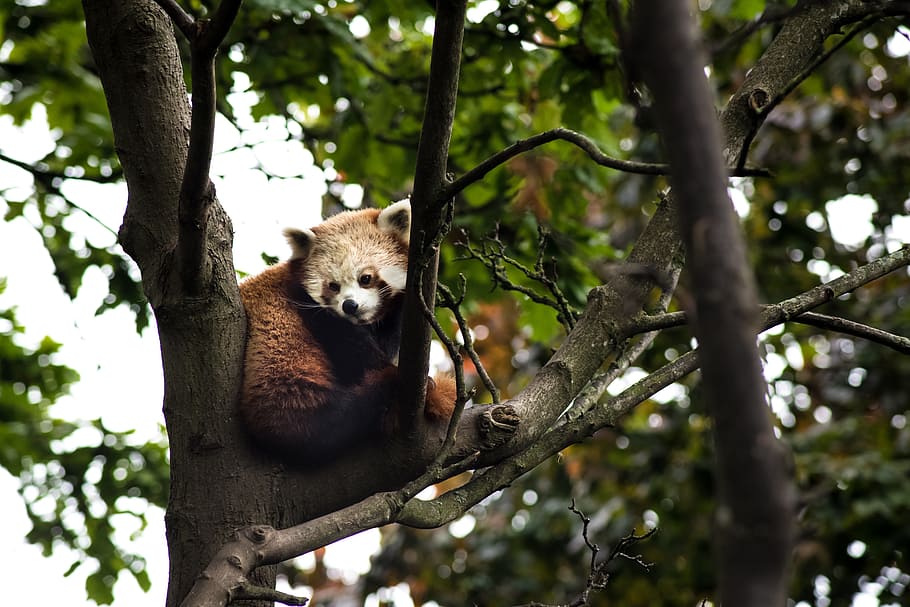 animals, red panda, tree, branch, leaves, green, sky, outdoor HD wallpaper