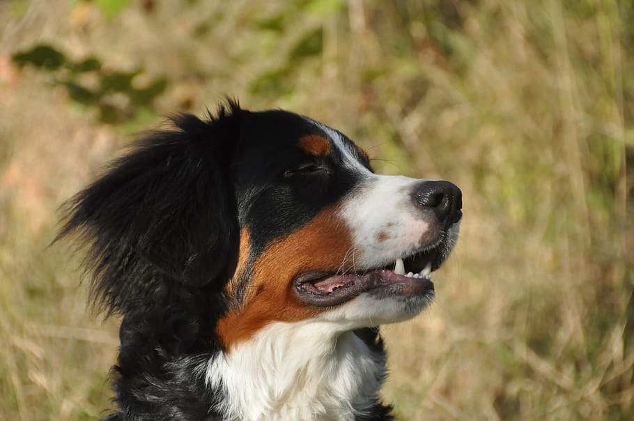 bernese mountain dogs, youngster, face, profile, pets, animal, HD wallpaper