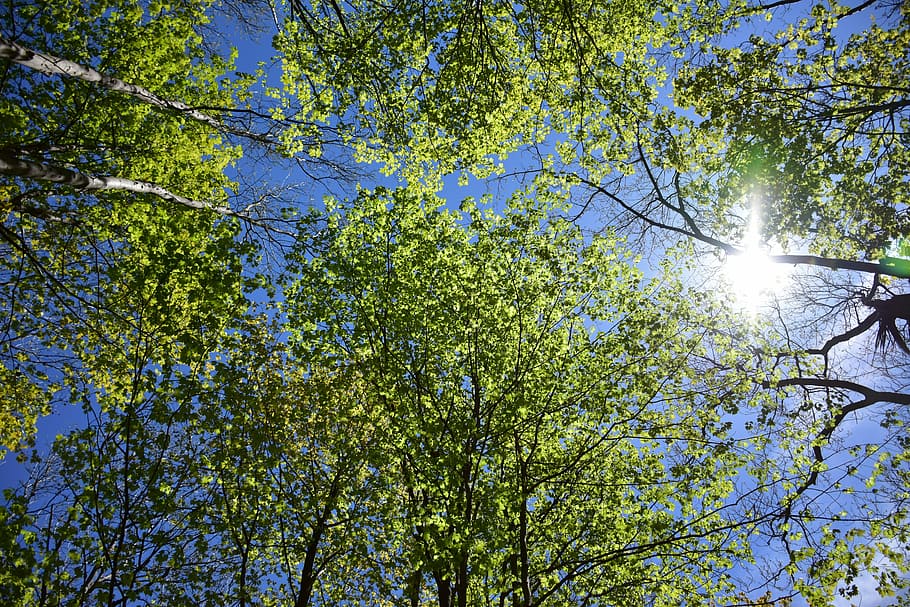 Trees, Sunshine, Light, Leaves, Forest, sunny, bright, green HD wallpaper