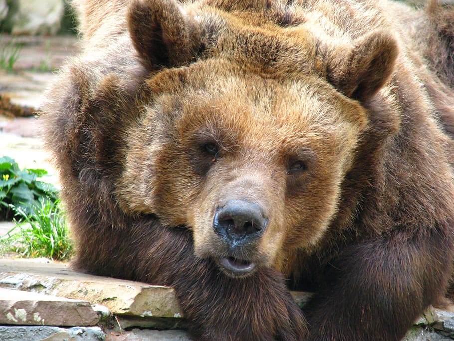 brown bear, predator, zoo, animal world, tired, animal themes HD wallpaper