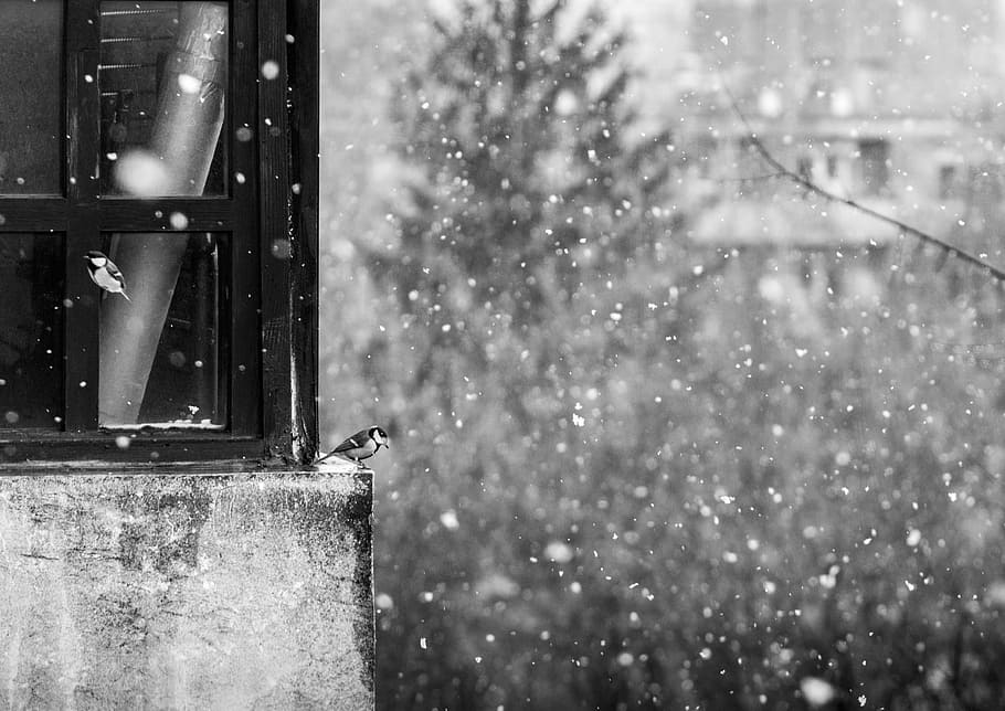 grayscale photography of bird near window, grayscale photo of concrete house HD wallpaper