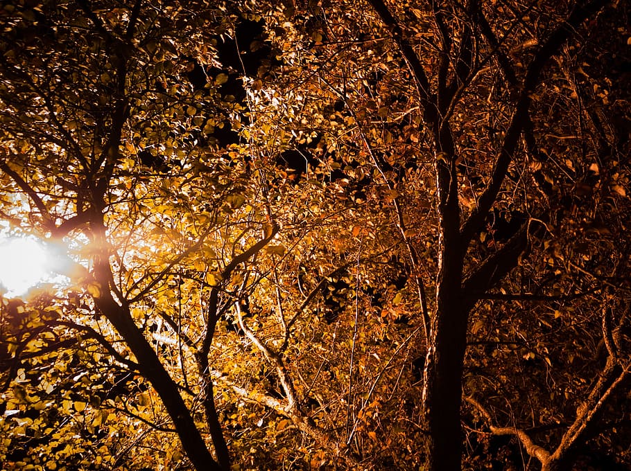 Leaves, Trees, Lighting, park, glow, yellow, orange, fall, autumn HD wallpaper