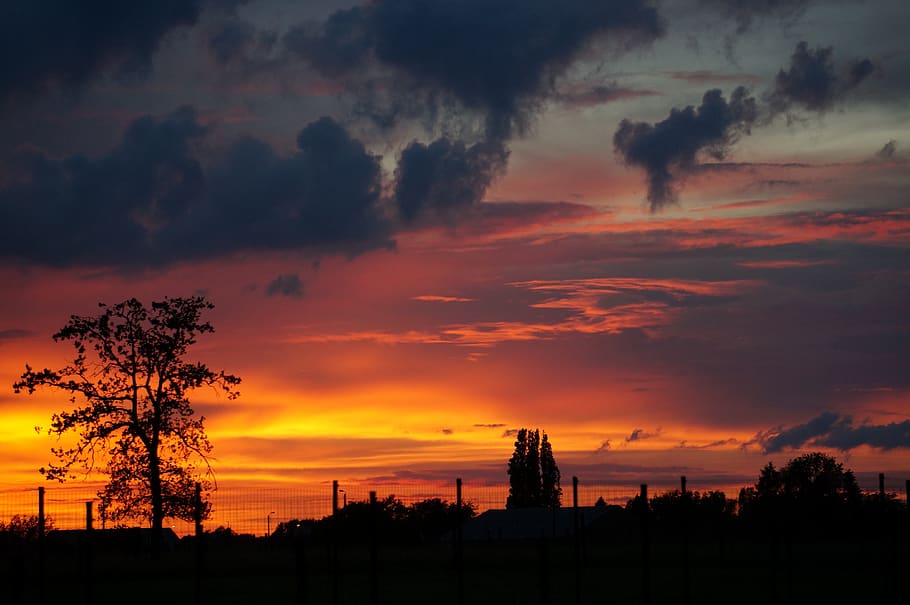 sunset, beautiful sky, weeping willow, cloud - sky, silhouette HD wallpaper