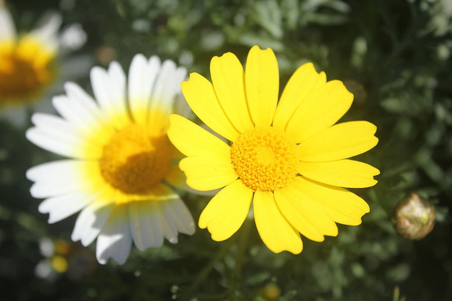 Flower, Field, Spring, Green, Insect, nature, flowers, bucolic HD wallpaper