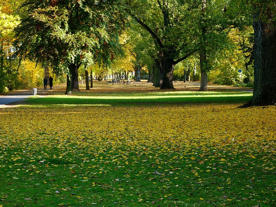 Branch, Tree, Leaf, Leaves, Colorful, gold, autumn, autumn tree HD wallpaper