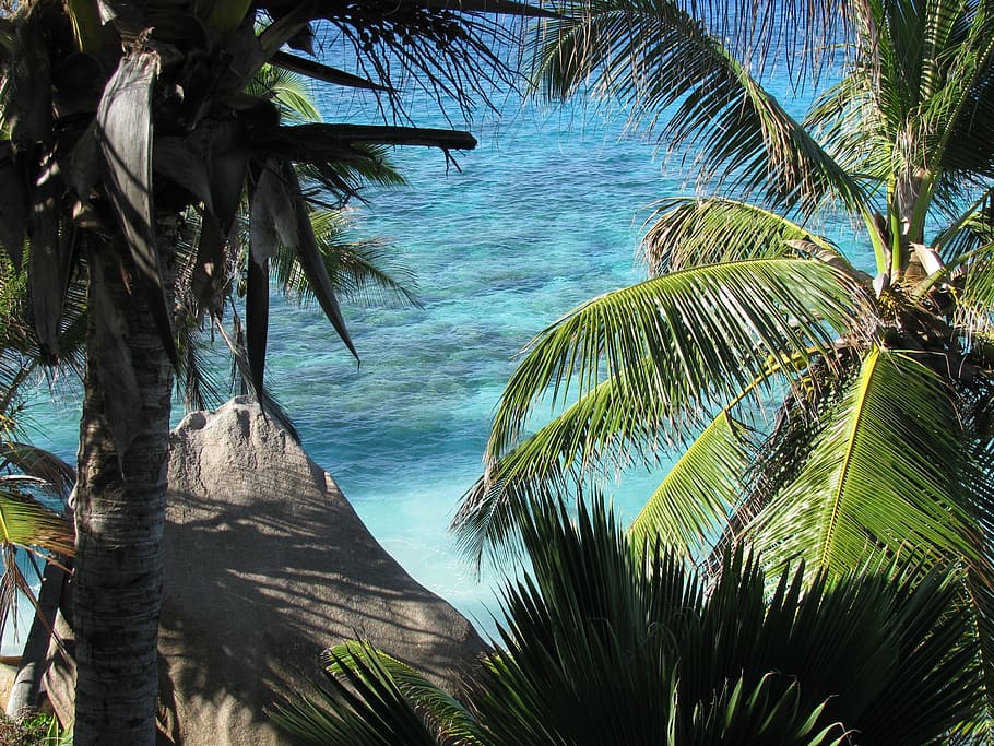 green coconut trees near beach during daytime, seychelles, la digue, HD wallpaper