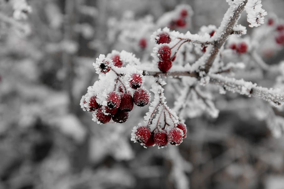 selective focus photograph of cluster of red berries, berry HD wallpaper