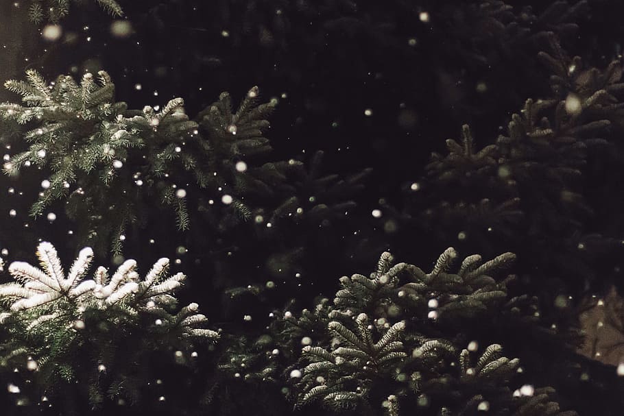 snow fall on tree, green leaf plants, gray, aquarium, pine, snowing HD wallpaper