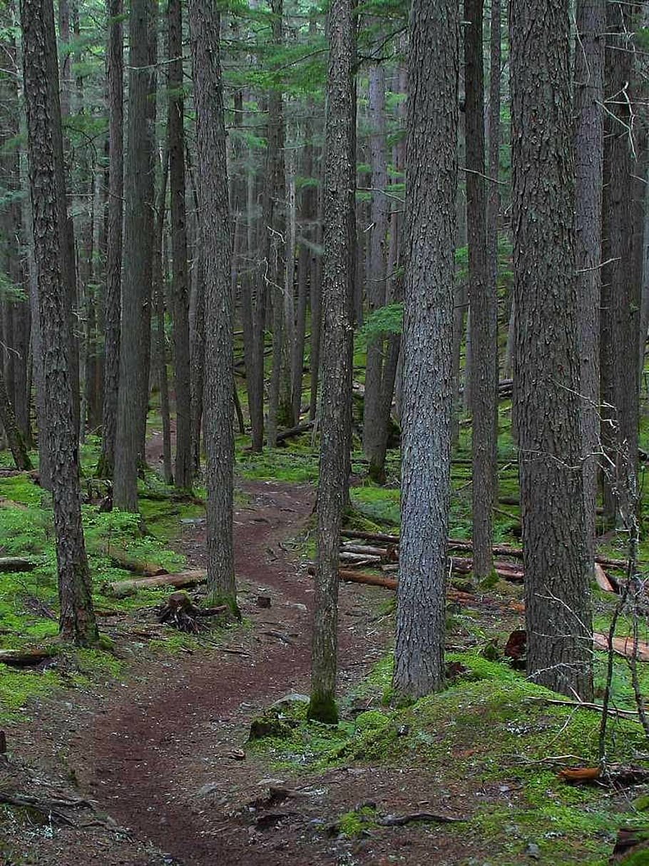 trail, lane, trees, tree trunks, forest, nature, environment HD wallpaper