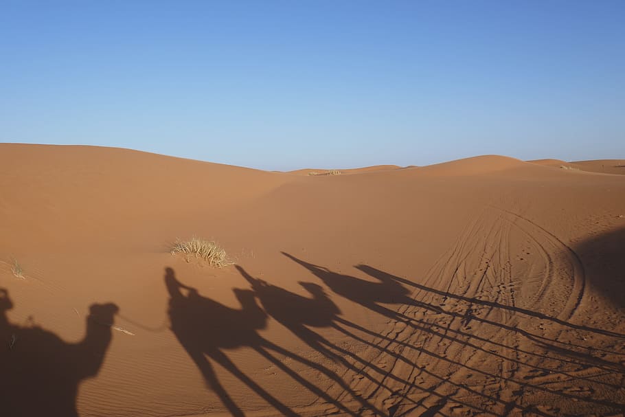 desert, shadow, sand, camel, morocco, sand dune, sky, landscape HD wallpaper
