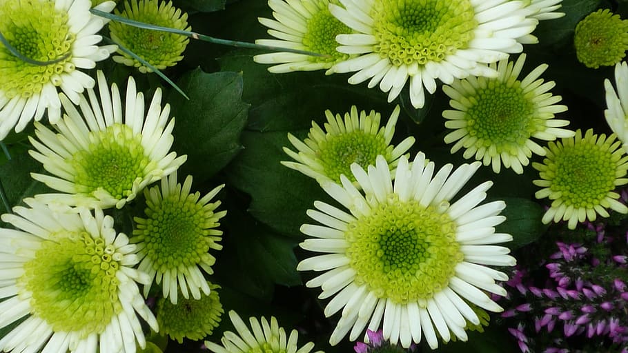 aster, flower, white, flowers, inside, yellow, grüne, blob HD wallpaper