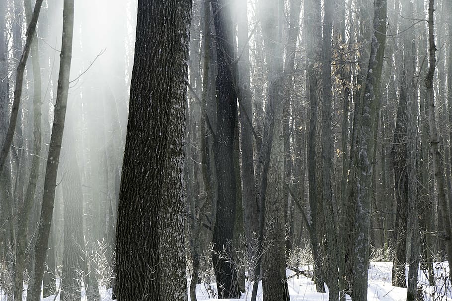 forest, nature, winter, winter forest, tree, snow, cold temperature HD wallpaper