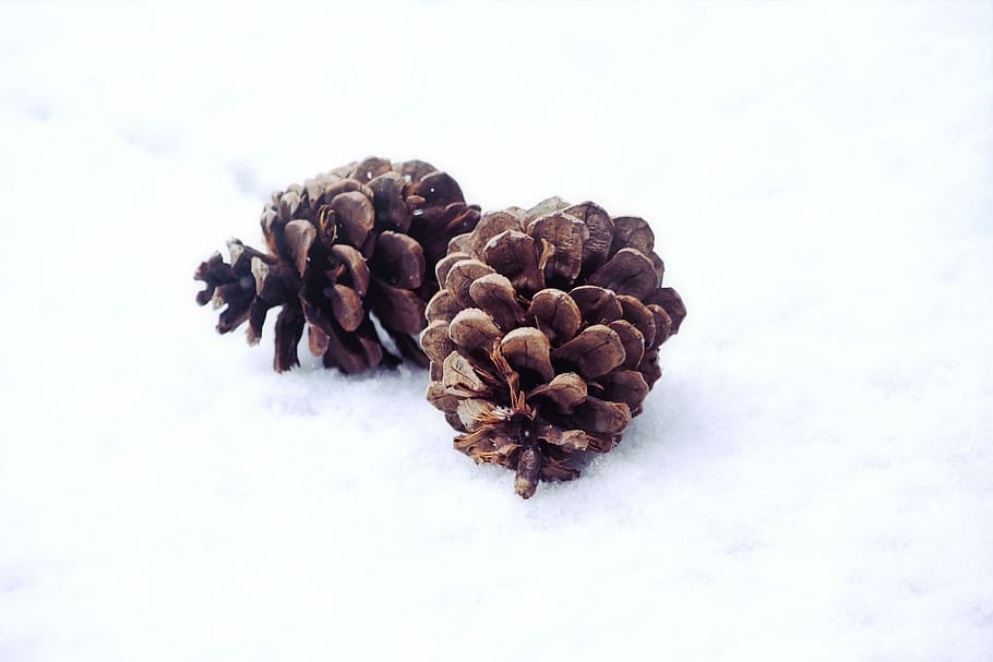 two pinecones, two brown pinecones on snow in close up photo HD wallpaper