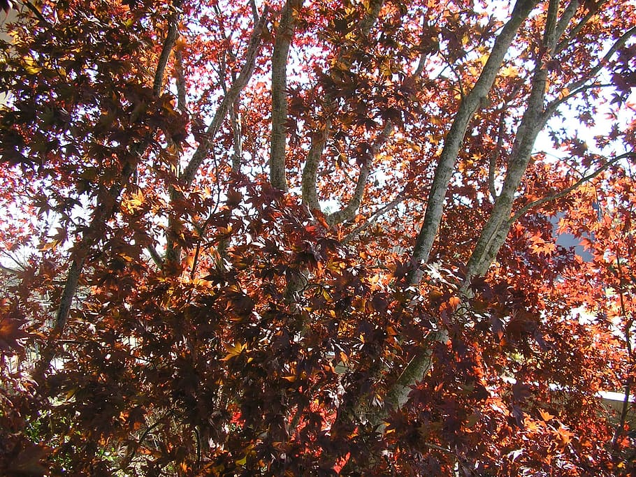 fall, trees, leaves, plant, fall leaves, tennessee, autumn HD wallpaper