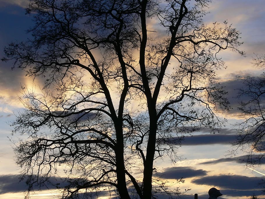 Sunset, Colors, Tree, Landscape, Sky, colorful, scenic, evening HD wallpaper