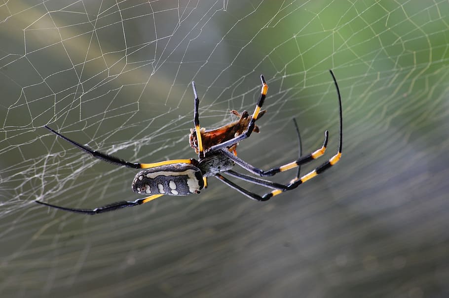 Black Yellow and White Spider, arachnid, close-up, cobweb, spider web HD wallpaper