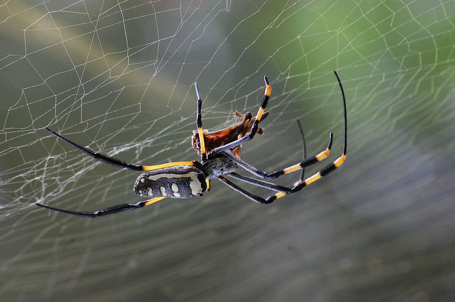 close up photo of black and yellow golden silk-orb weaver spider, HD wallpaper