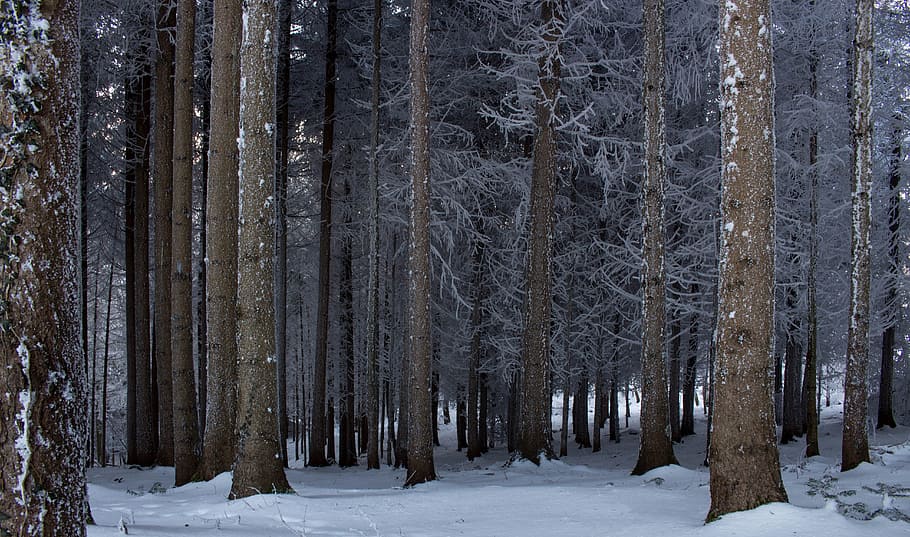 snow, winter, wood, tree, cold, nature, fir, forest, cold temperature HD wallpaper