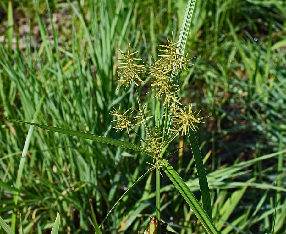 Nutsedge, Grass, Plant, Nature, nutsedge grass, interesting