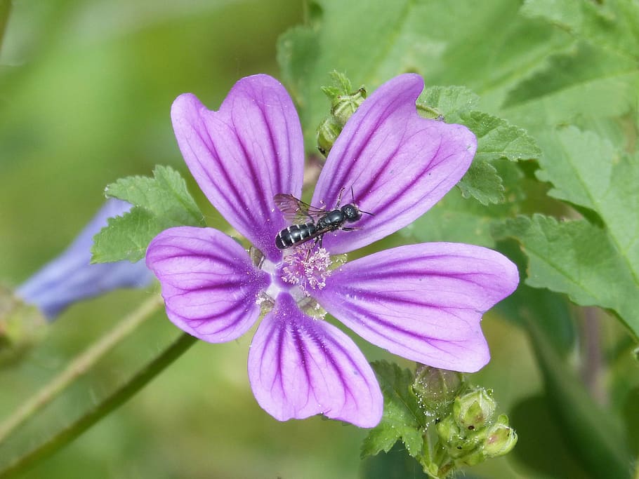 mallow, flower, bee, flowering plant, beauty in nature, fragility HD wallpaper