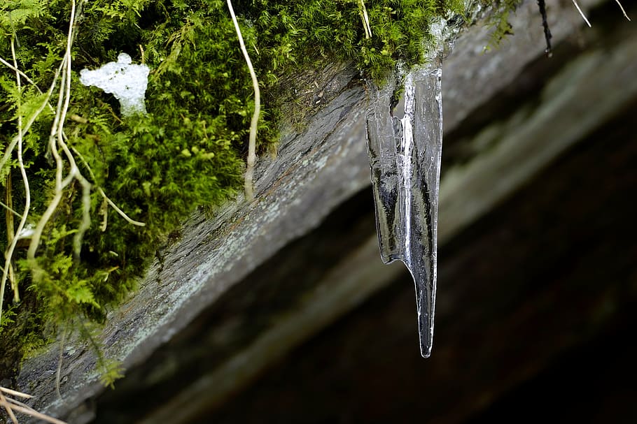 icicle, moss, winter, nature, plant, cold temperature, no people HD wallpaper