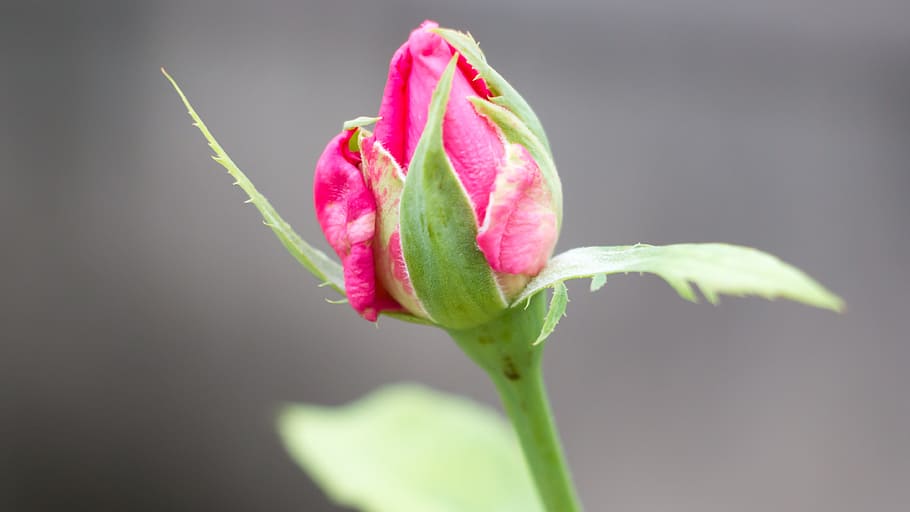 rosebud, flower bud, flowering plant, freshness, beauty in nature, HD wallpaper