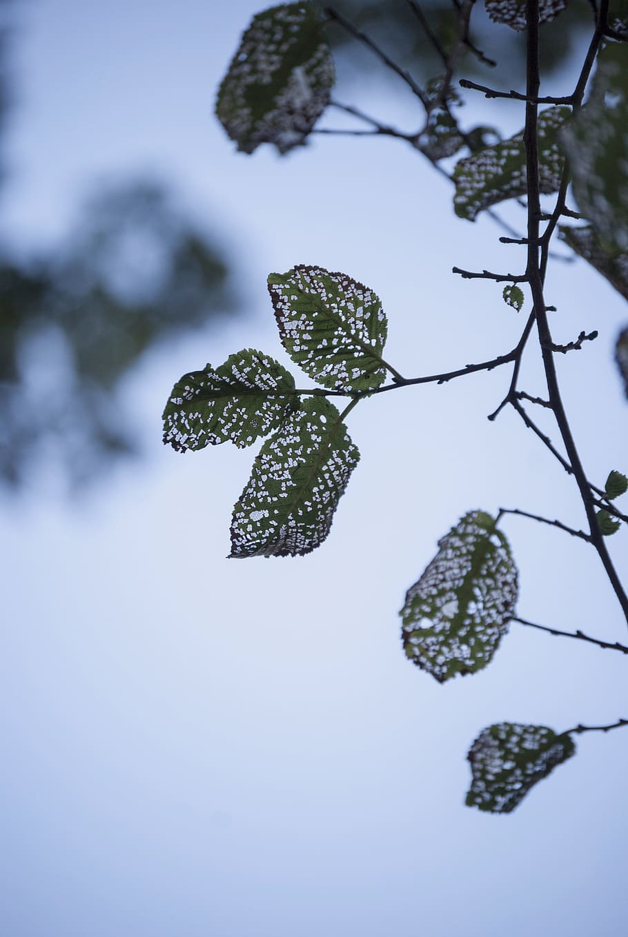 leaf, leaves, nature, tree, no person, plant, plant part, growth HD wallpaper