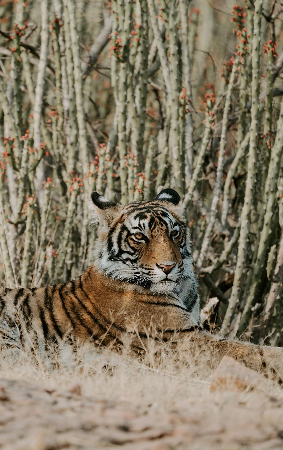tiger laying on grass, tiger surrounded by cactus, predator, animal HD wallpaper