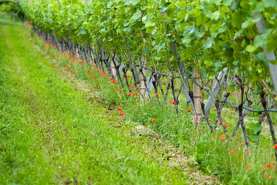 orange petaled flowers, grapevine, nature, vines, vineyard HD wallpaper