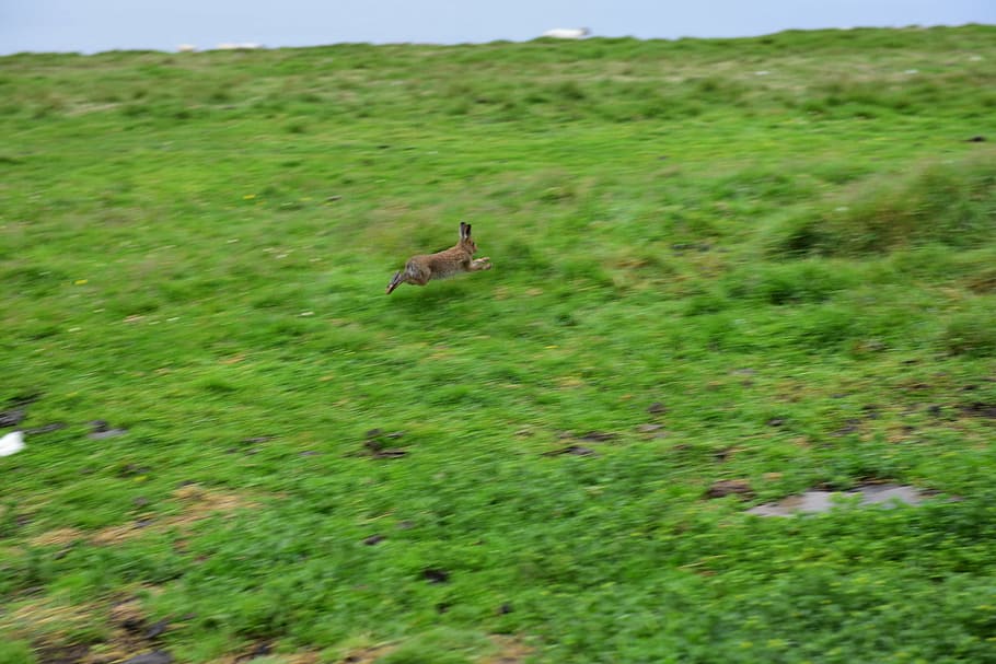 rabbit, hare, ireland, hopping, animal, cute, easter, bunny HD wallpaper