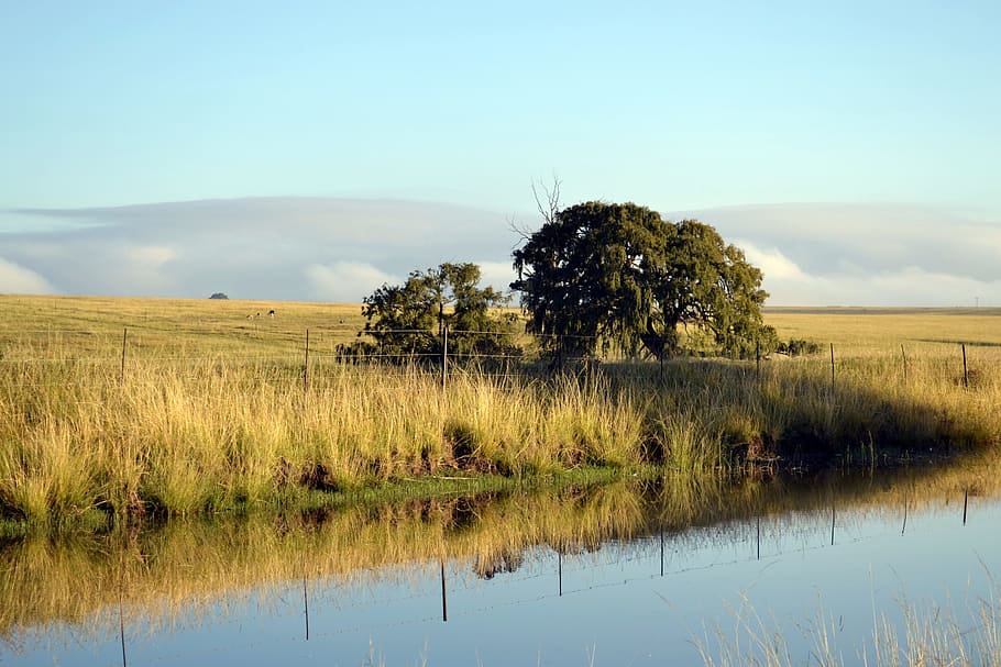 River, Landscape, Environment, reflection, nature, grass, animals in the wild HD wallpaper