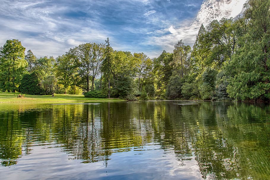 body of water with tall trees ahead during daytime, nature HD wallpaper