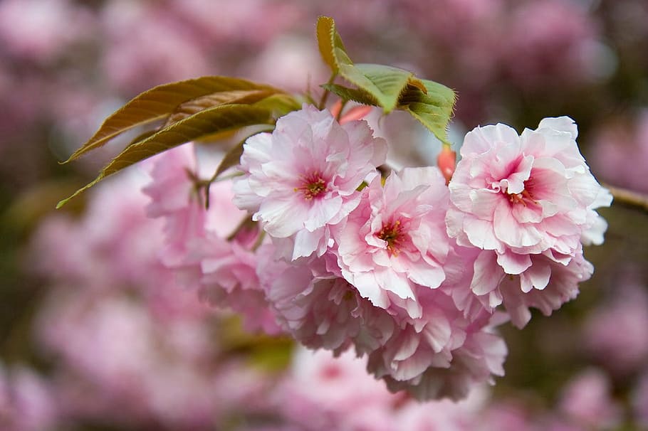 white and pink flowers, petals, tree, spring, floral, pink Color HD wallpaper