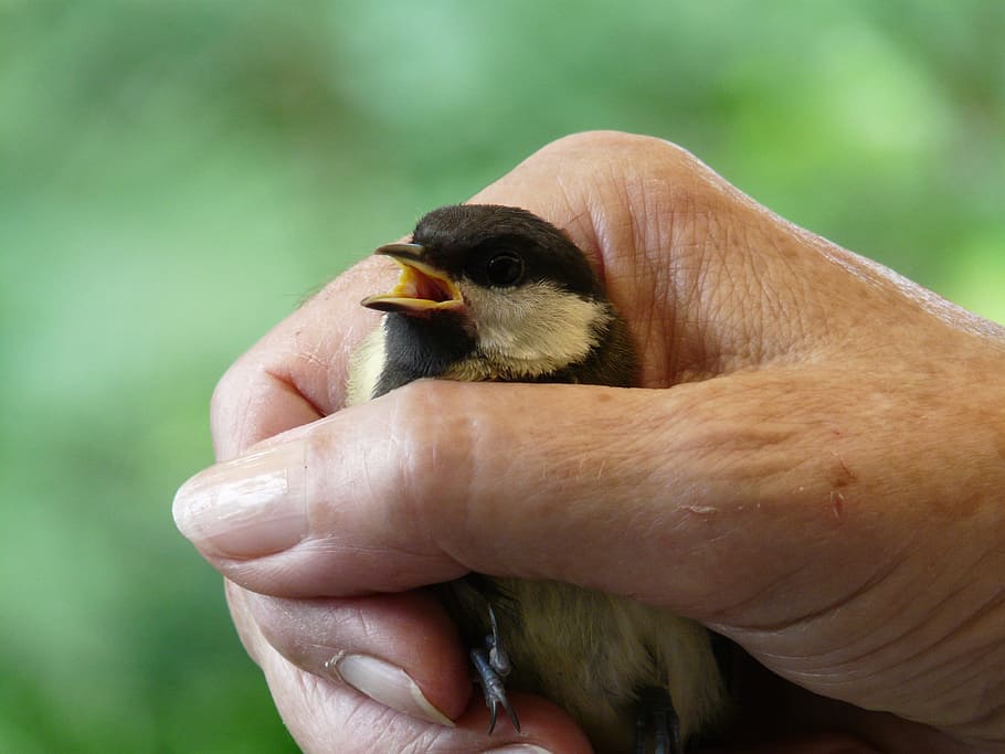 Tit, Parus Major, Hand, Keep, Caught, detention, breathe, get air HD wallpaper