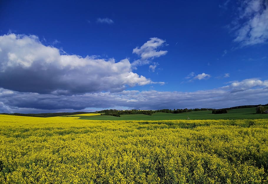 landscape, oilseed rape, spacious, summer, sky, clouds, meadow HD wallpaper